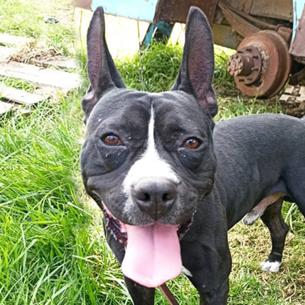 ADOPTA OPAT TIZAYUCA